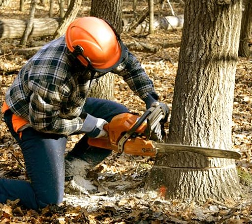 Tree Removal in Antoine, AR
